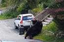 VIDEO: Captan feroz lucha entre dos osos en calle de Nueva Jersey