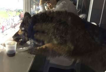 Un perro asaltÃ³ la cabina de transmisiÃ³n de Arsenal